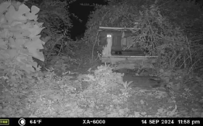 Pair Of Glowing Eyes On Security Camera Turns Out To Be A Missing Friend