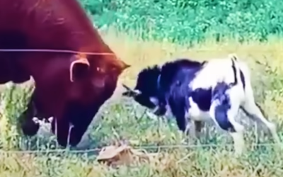 When Animals Messed With The Wrong Opponent