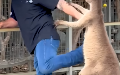 American Tourist vs Kangaroo