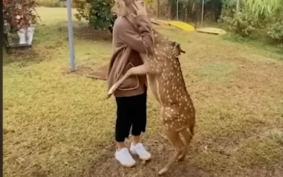 How Long Do Animals Remember? Real-Life Stories of Incredible Reunions