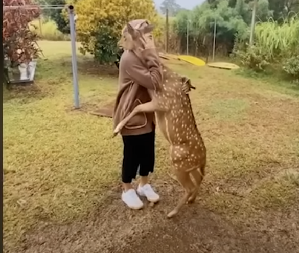 How Long Do Animals Remember? Real-Life Stories of Incredible Reunions
