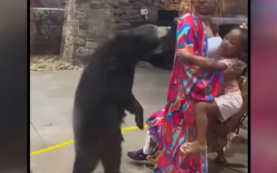 MMA Fighter Wrestling Gator Among Top Animal Moments