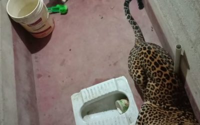 Dog And Leopard Get Stuck In Bathroom Together And Decide To Make A Truce